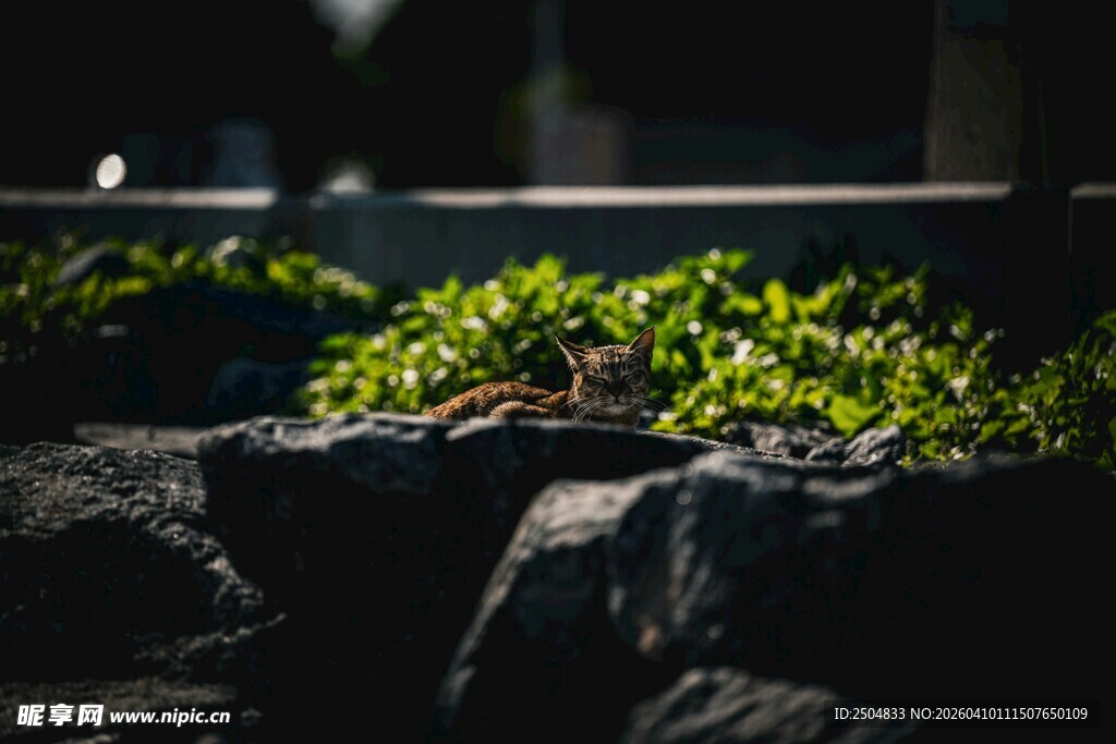 石缝间的嫩绿生机