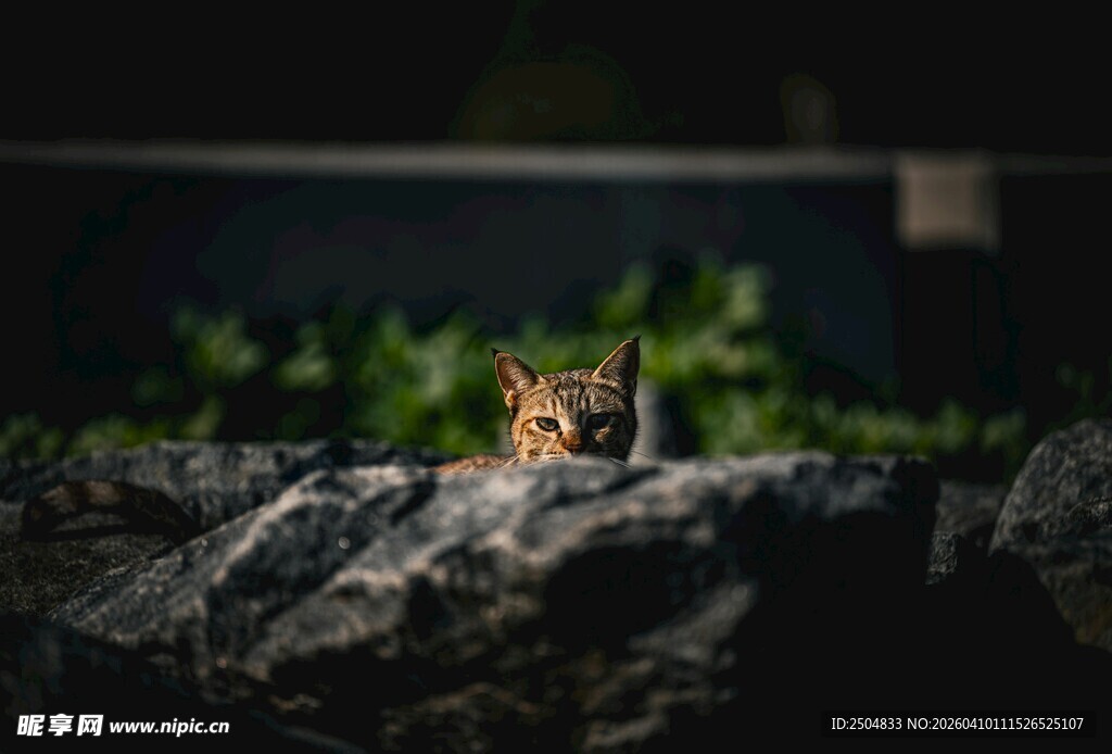 岩石上的小猫