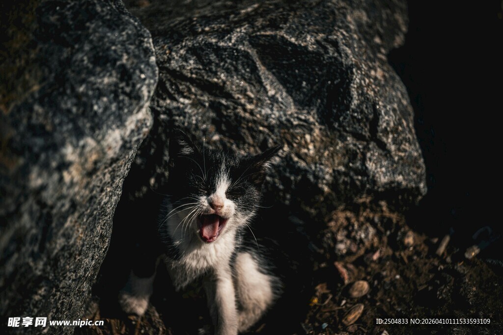 洞穴中张嘴的可爱猫咪