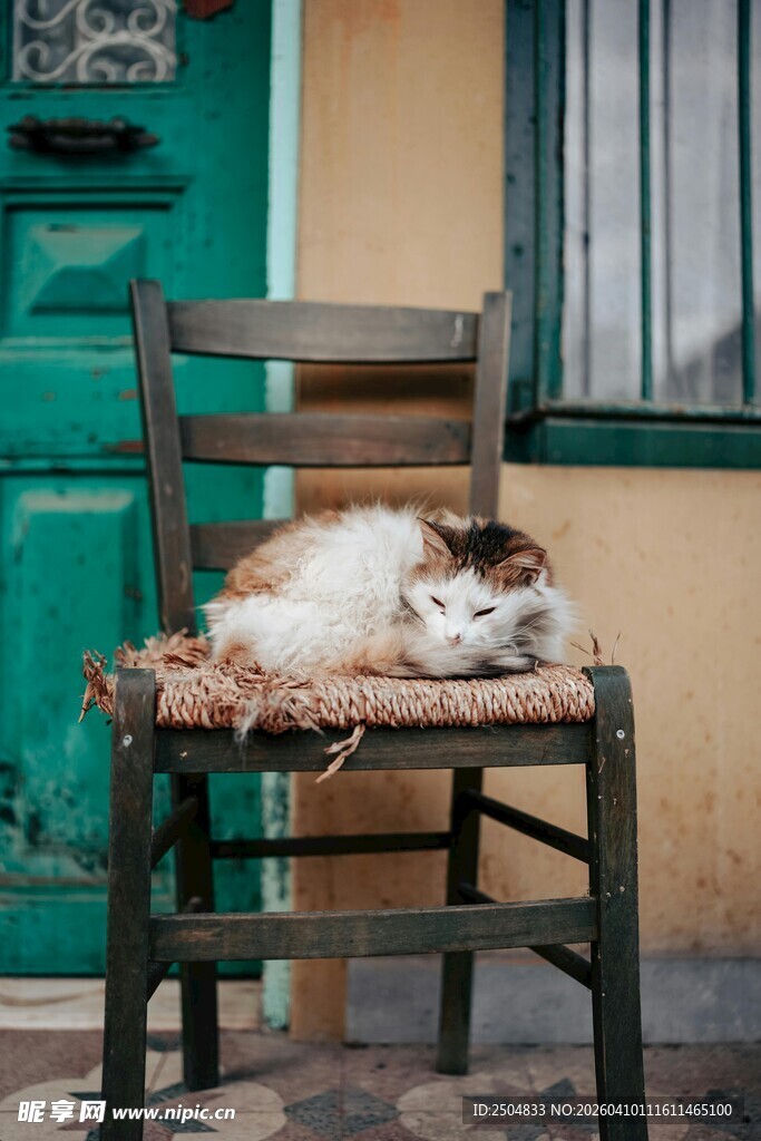 椅子上安睡的猫咪