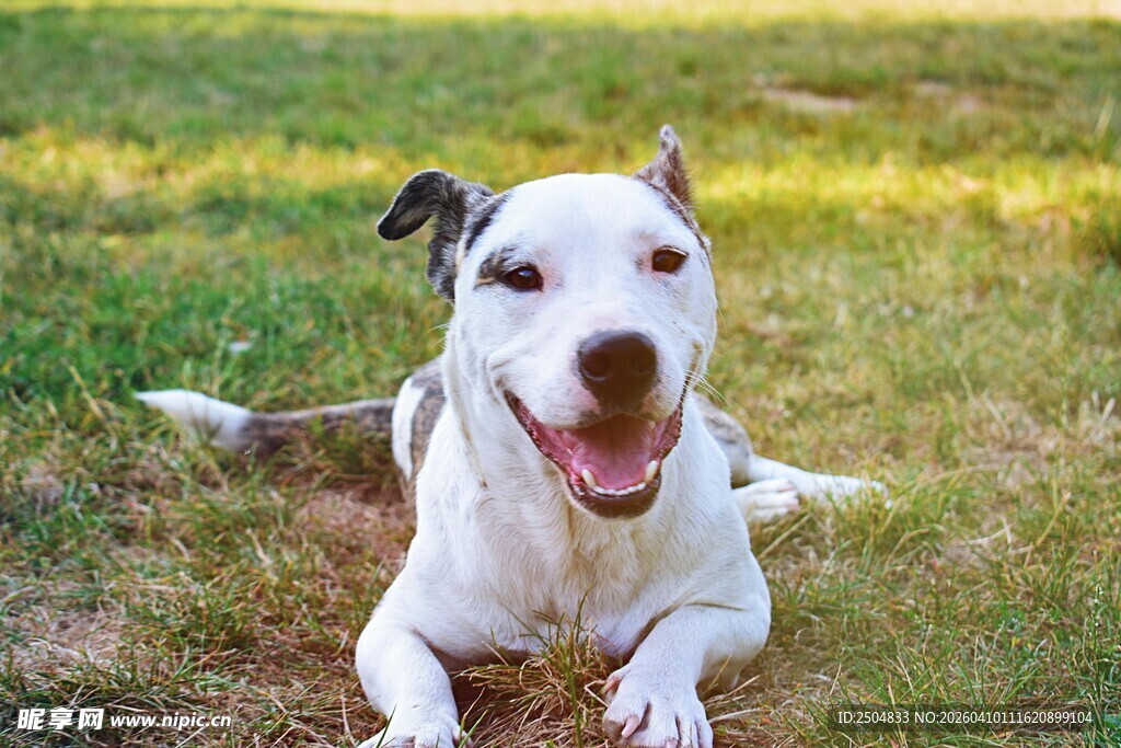 草地上开心的白狗
