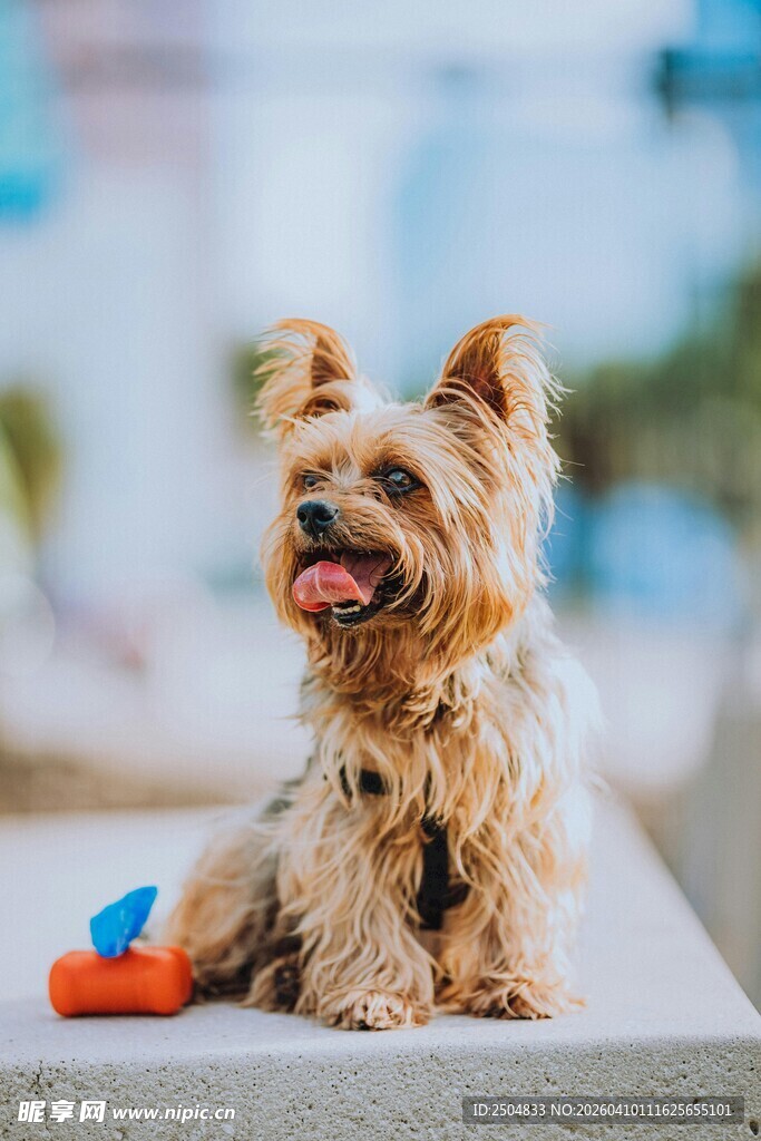 可爱约克夏犬与玩具相伴