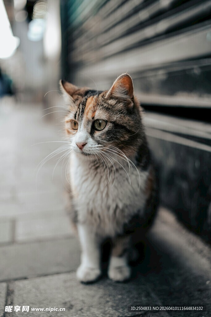 街边三色猫凝视瞬间