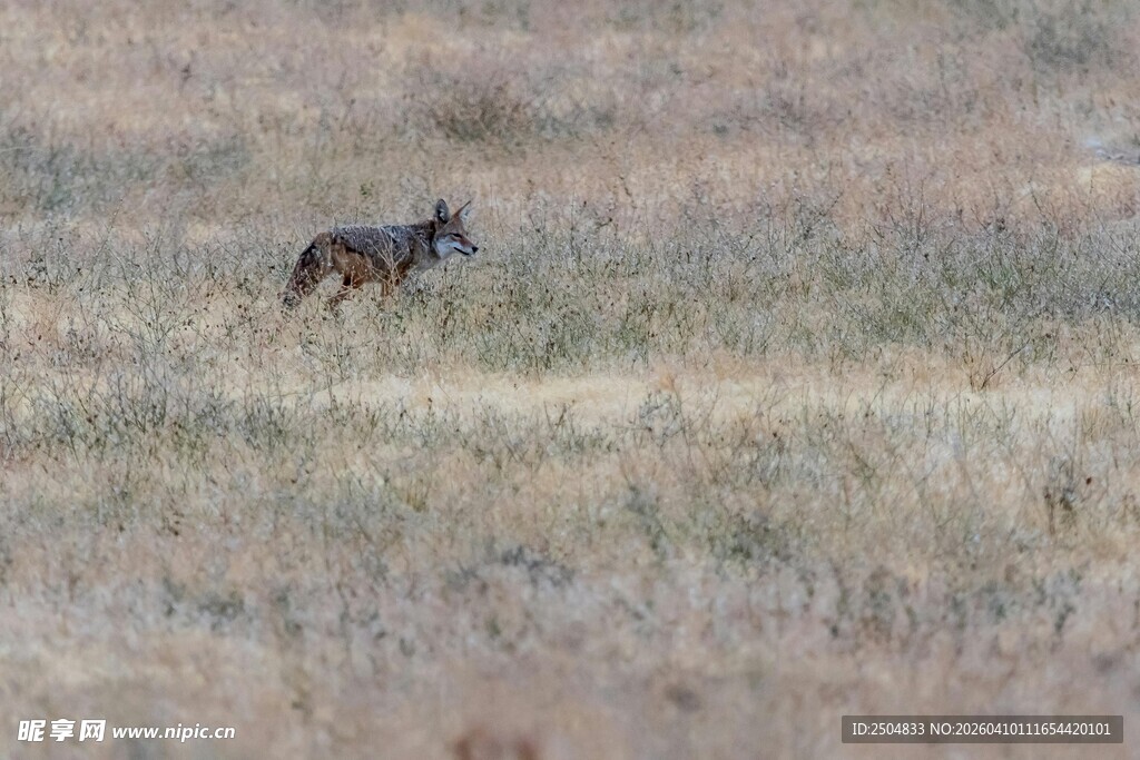 草原上独行的狼