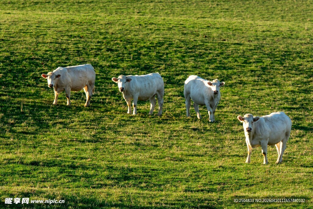草原上的几只绵羊