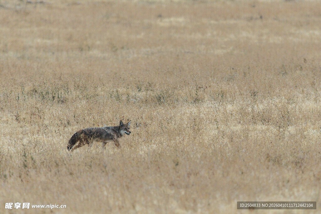 草原上独行的狼