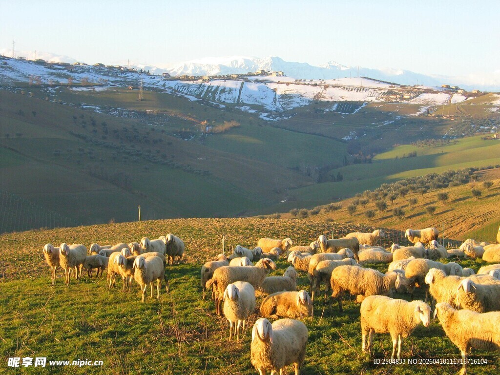 草原羊群与远处雪山美景