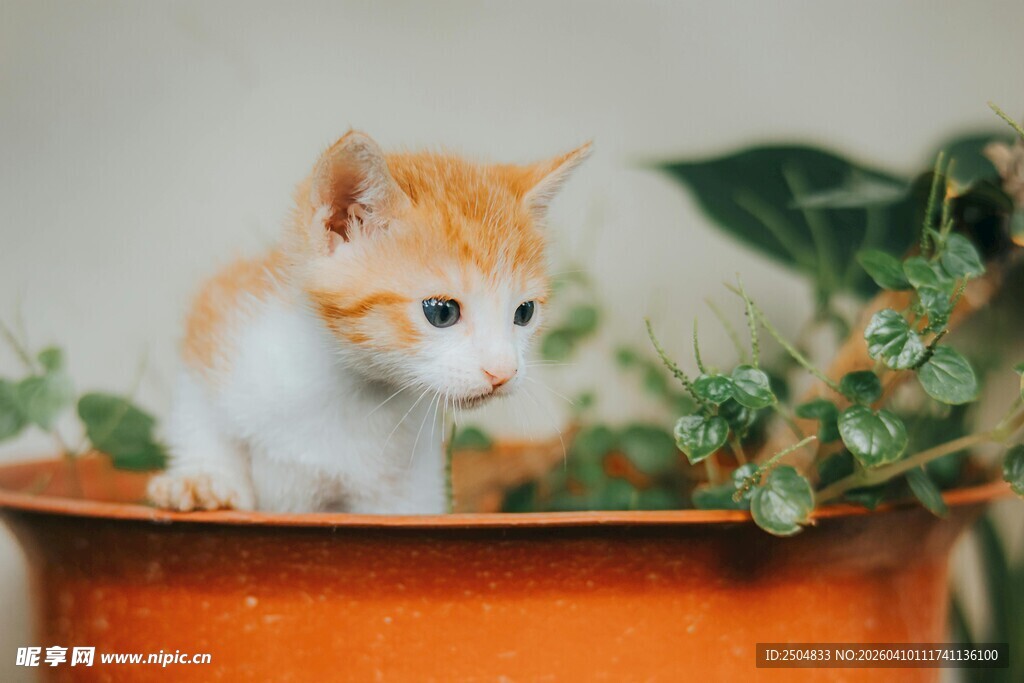花盆中的可爱小猫咪