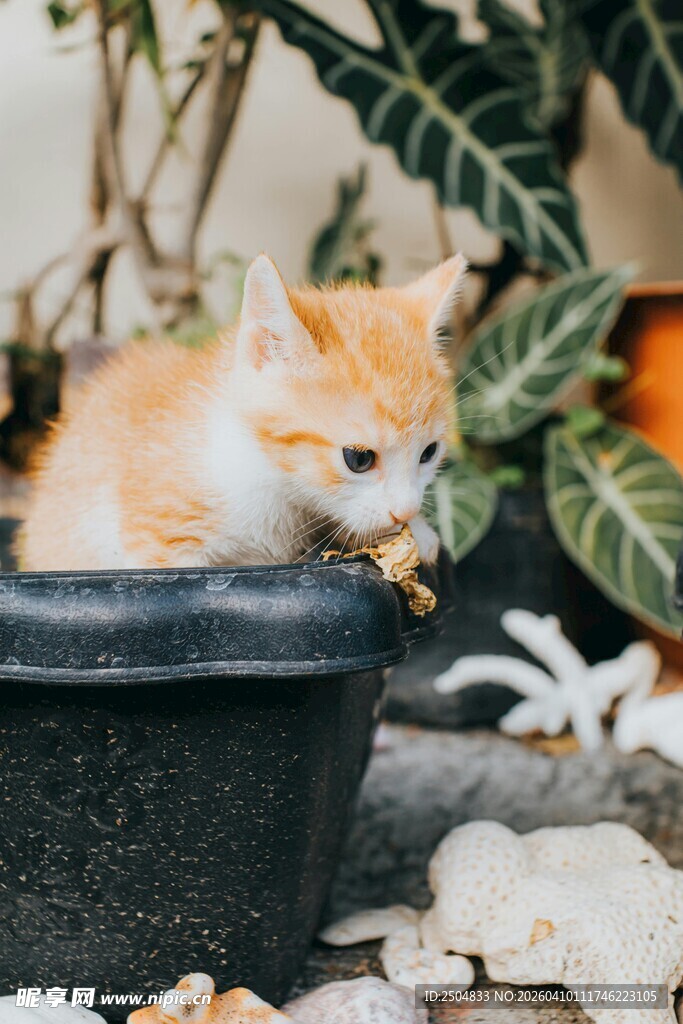 小猫蹲坐花盆中玩耍