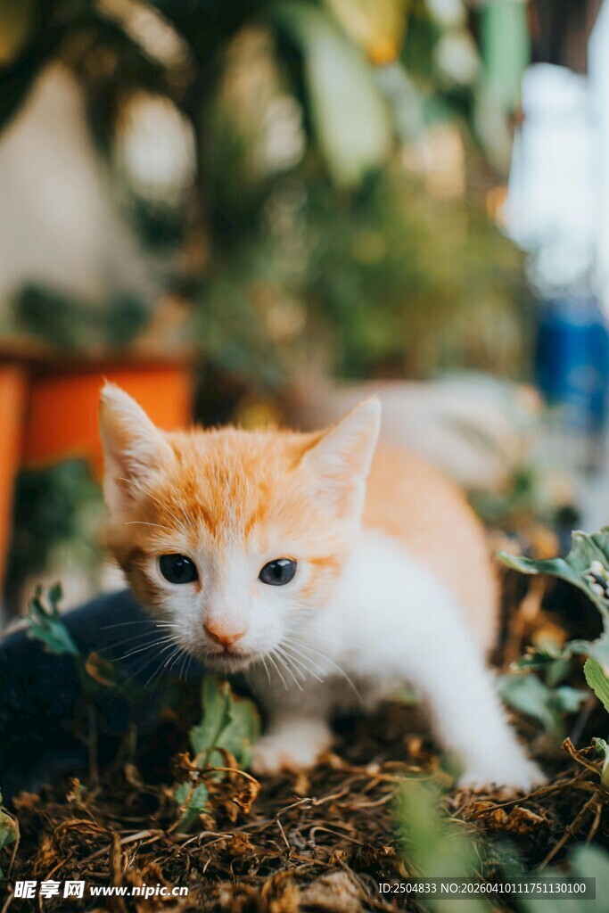 可爱小猫咪在绿植间探头