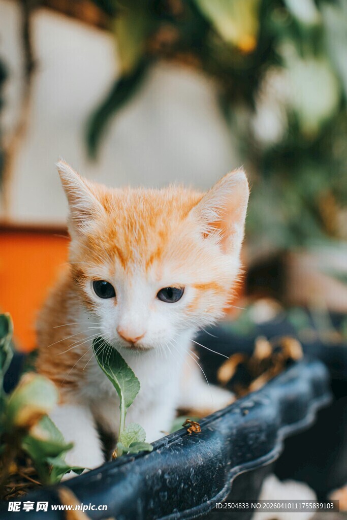 橘白小猫享用绿植