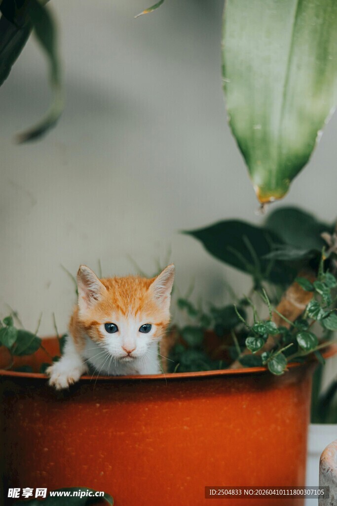 花盆里的可爱小猫咪