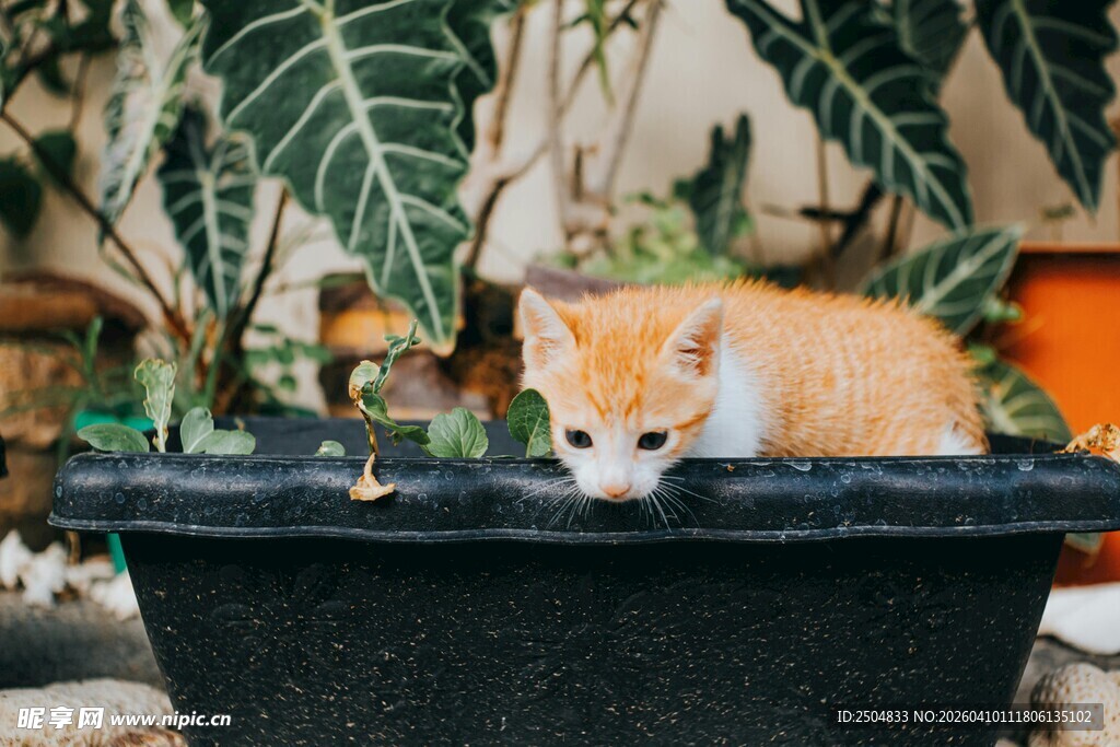 橘猫探身花盆好奇张望