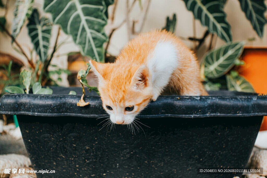 橘白猫咪探头好奇张望