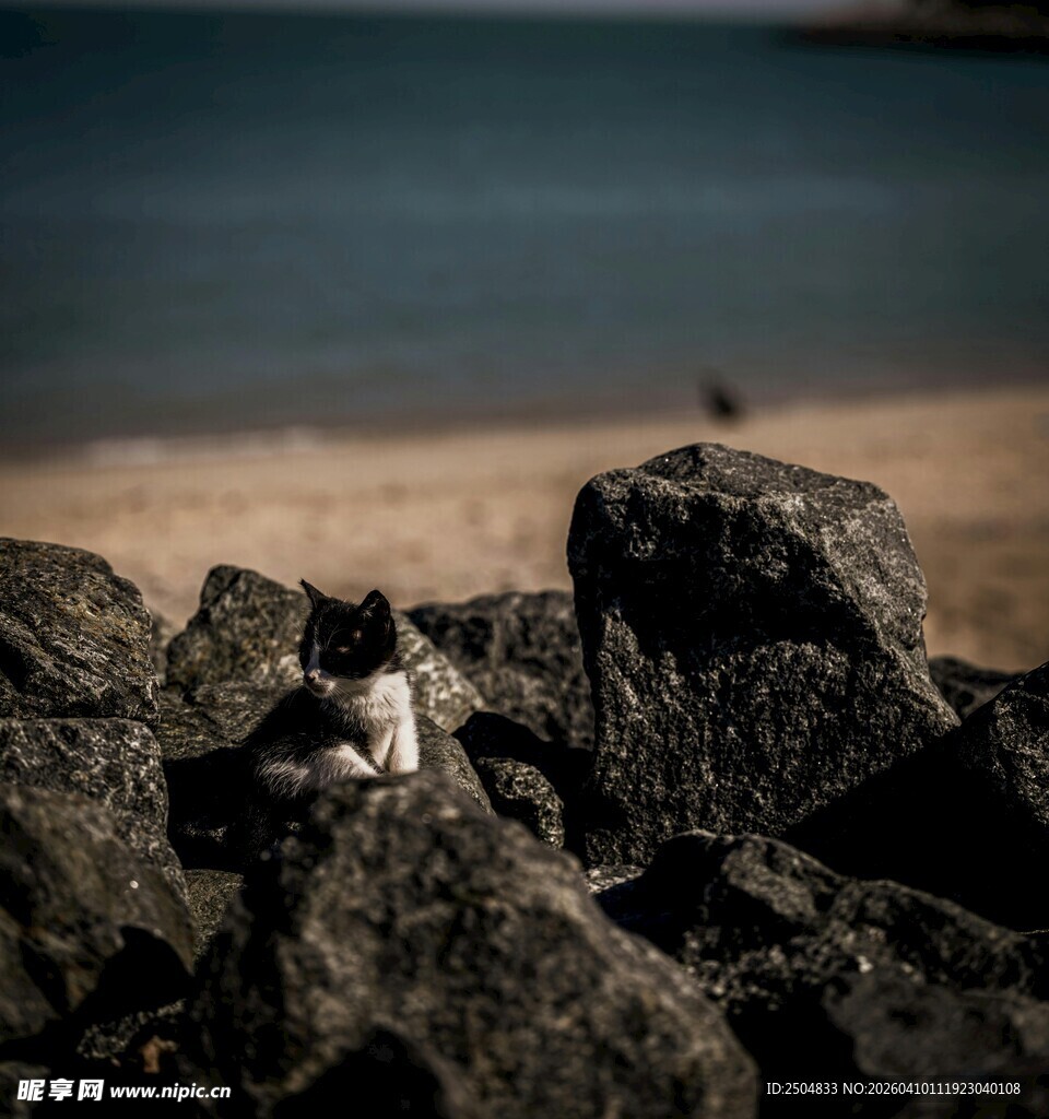 海边岩石上的可爱猫咪