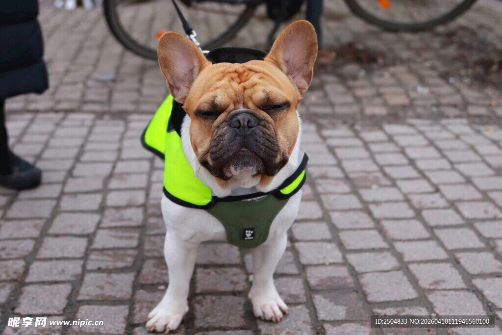穿反光背心的可爱法斗犬