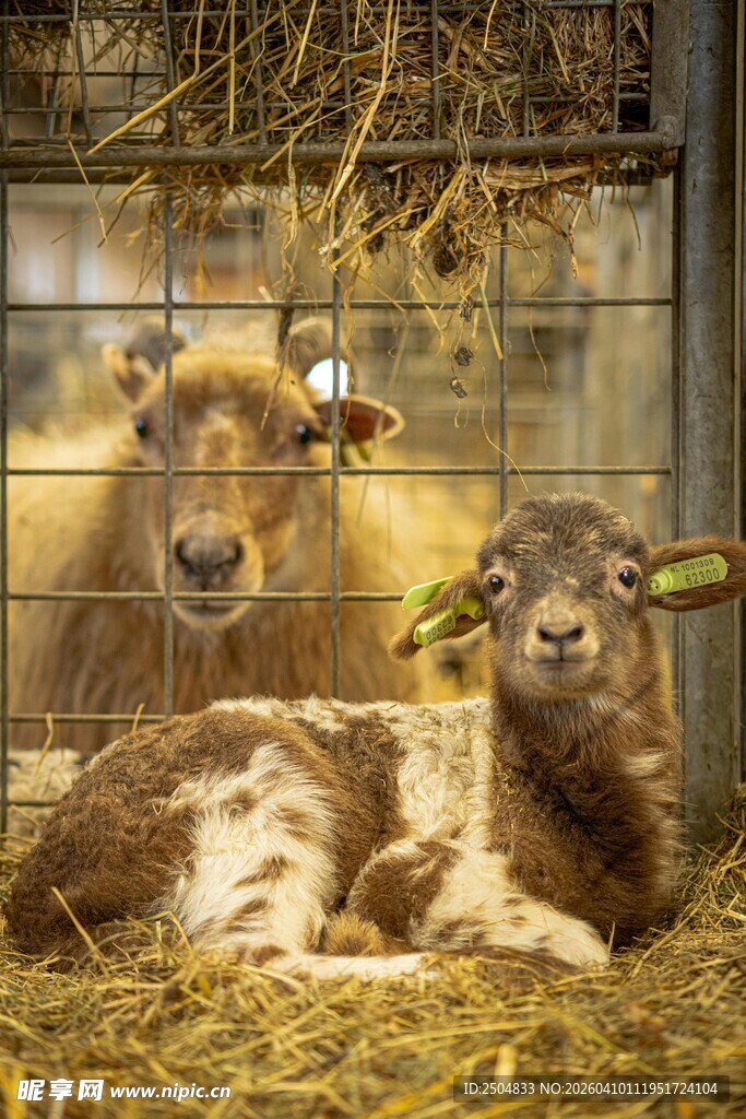 牛与小羊卧于干草堆旁