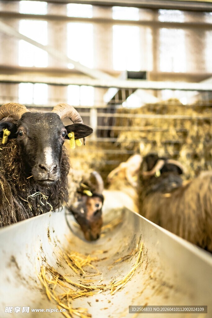 羊圈里进食的羊