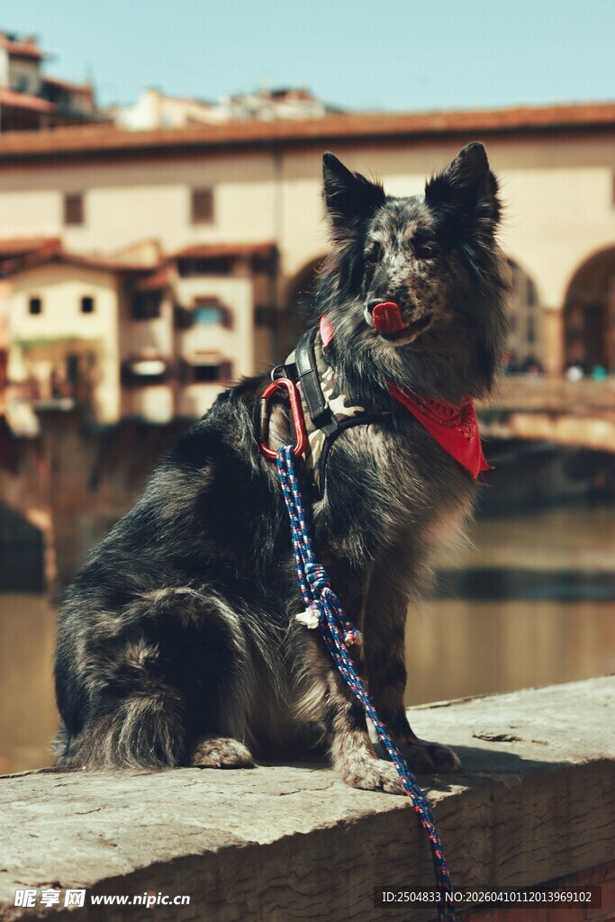 河畔戴巾萌犬的惬意时刻