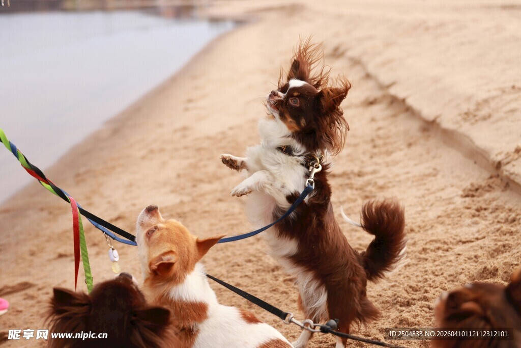 小狗拔河玩耍欢乐瞬间