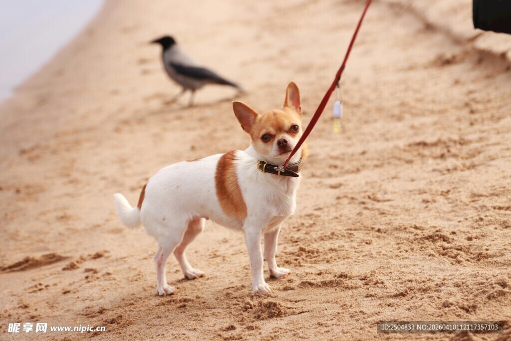 沙滩上被牵引的可爱小狗