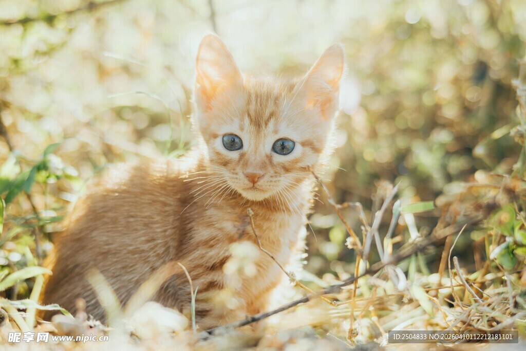 橘色小猫于草丛中凝望