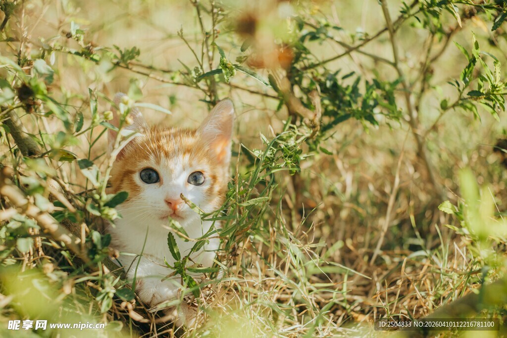 草丛中的可爱小猫咪