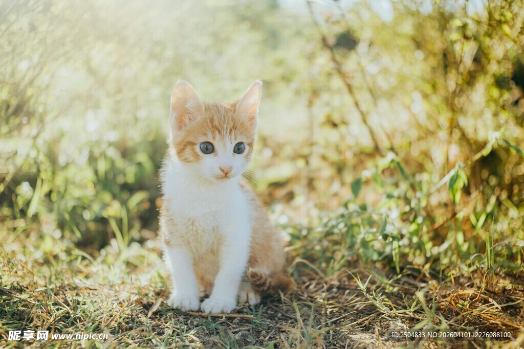 阳光下的可爱小猫咪