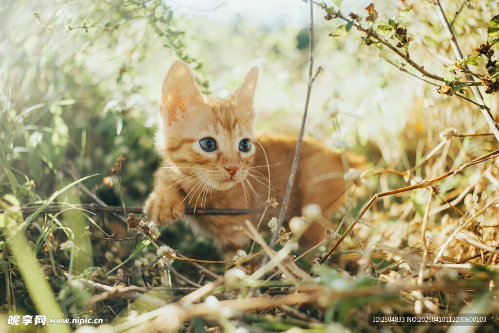 草丛中的可爱小橘猫