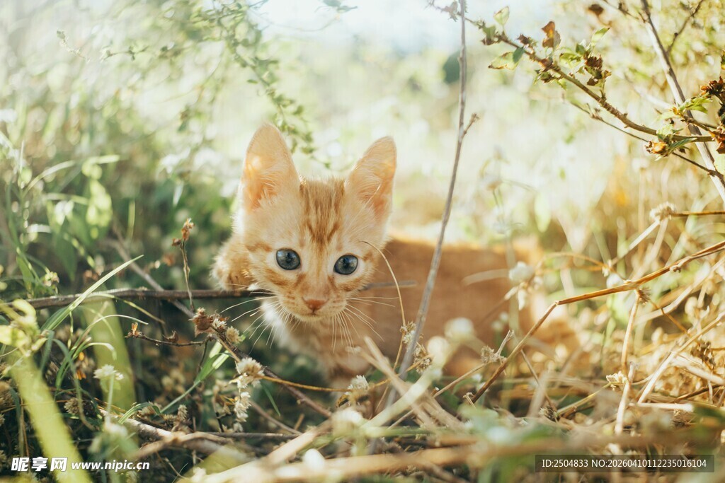 草丛中的可爱小橘猫