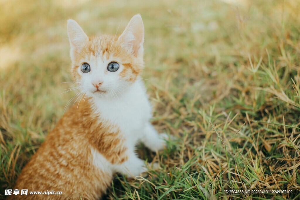 草地上的可爱小猫咪