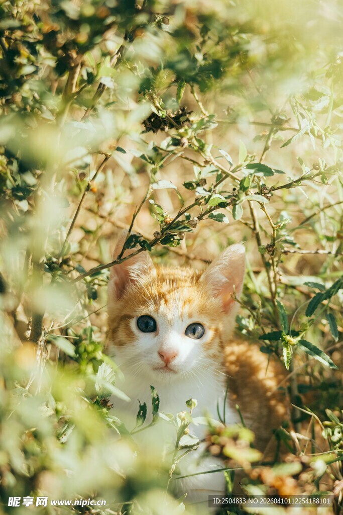 草丛中的可爱小猫咪