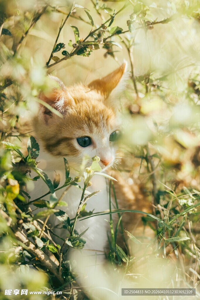 草丛中的可爱小猫咪