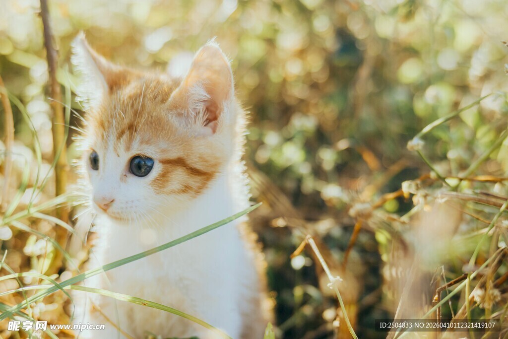 草丛中的可爱小猫咪