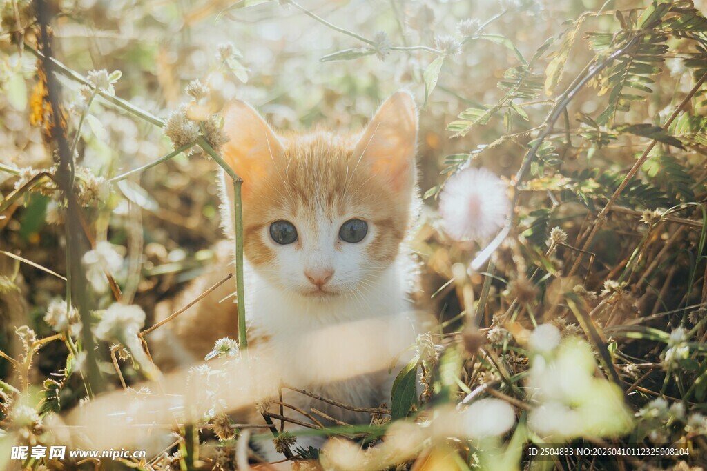 草丛中的可爱小猫咪