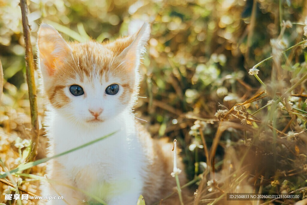 阳光下的可爱小猫咪