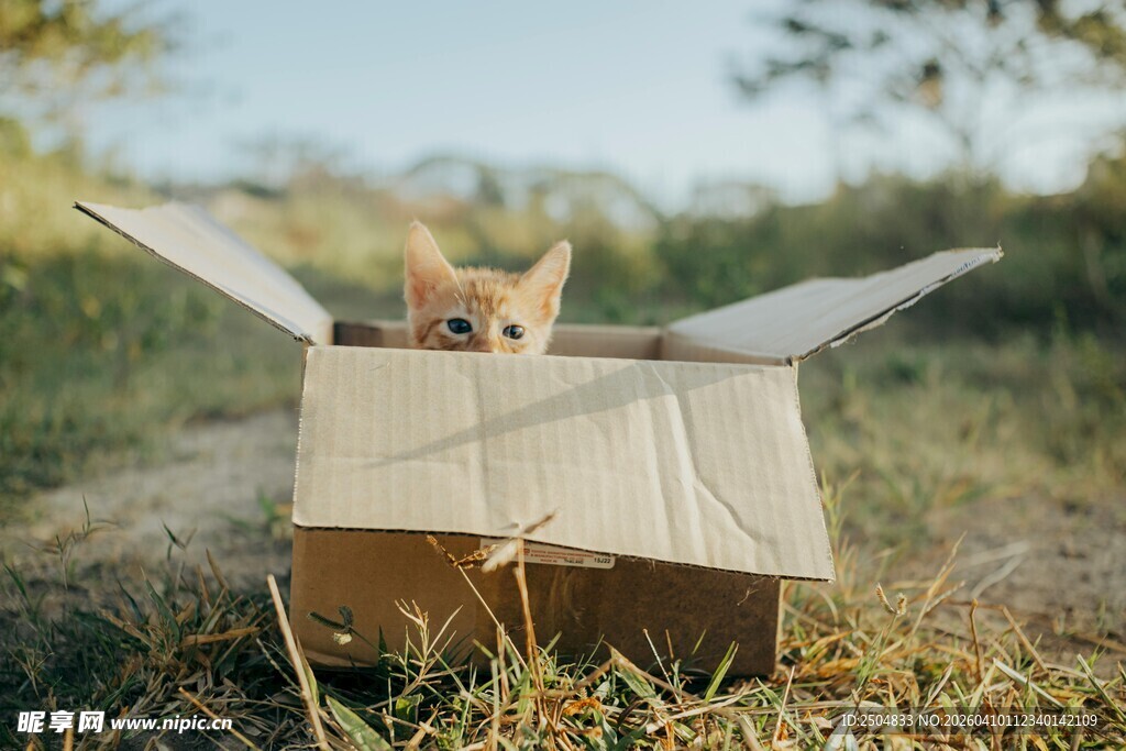 纸箱中探出头的可爱猫咪