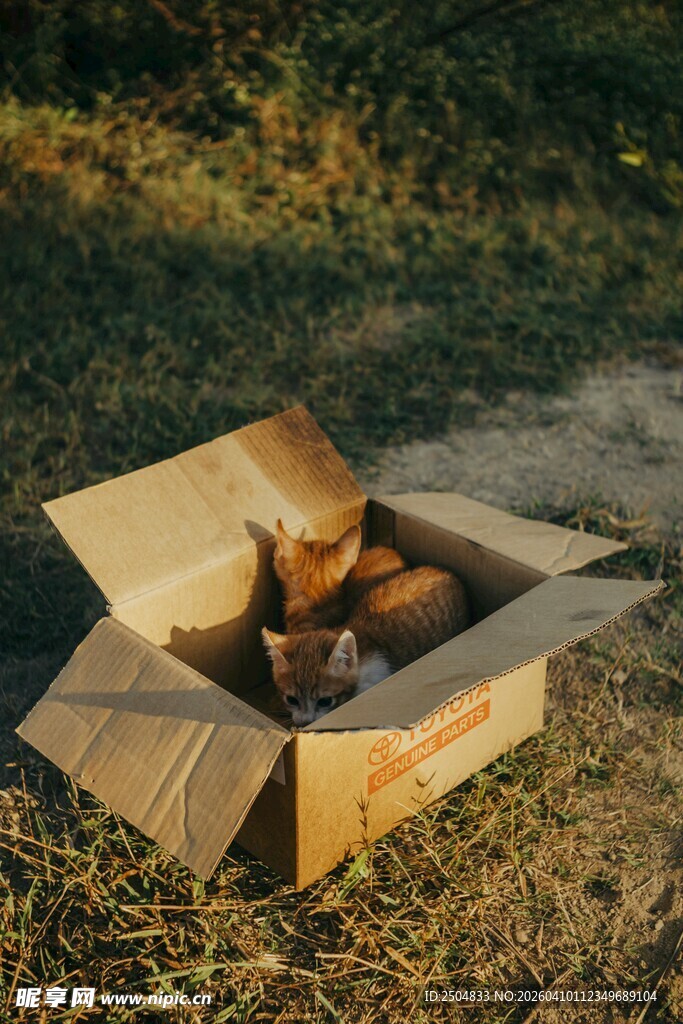 纸箱里的猫咪享受日光