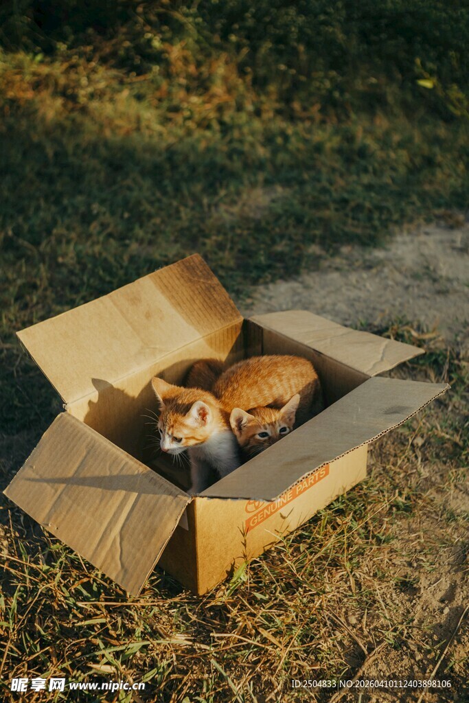 纸箱里的猫咪