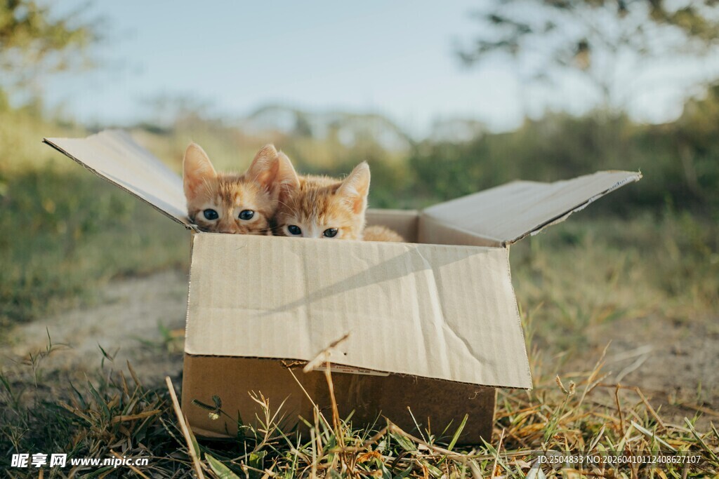 纸箱里的可爱小猫咪