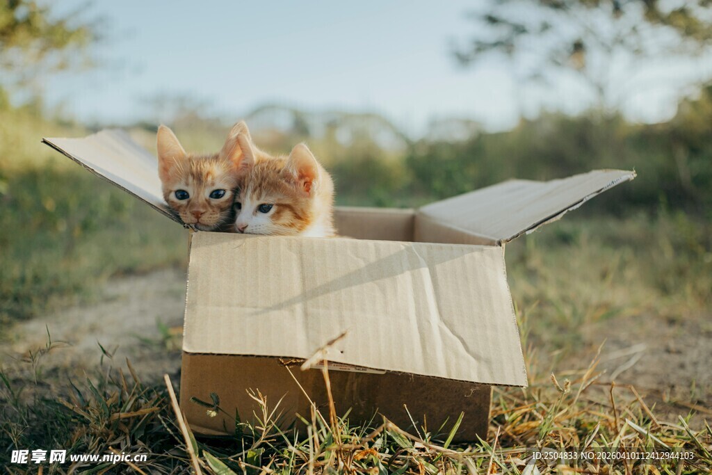 纸箱里的可爱猫咪