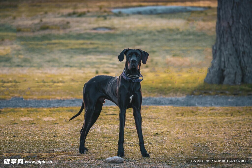 田野中站立的黑色大狗