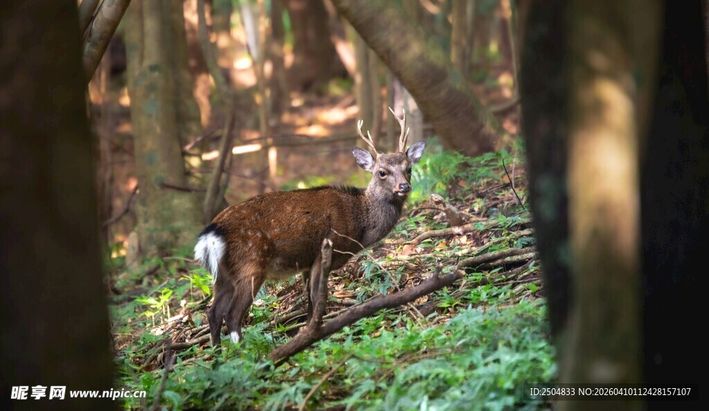 林间漫步的优雅小鹿