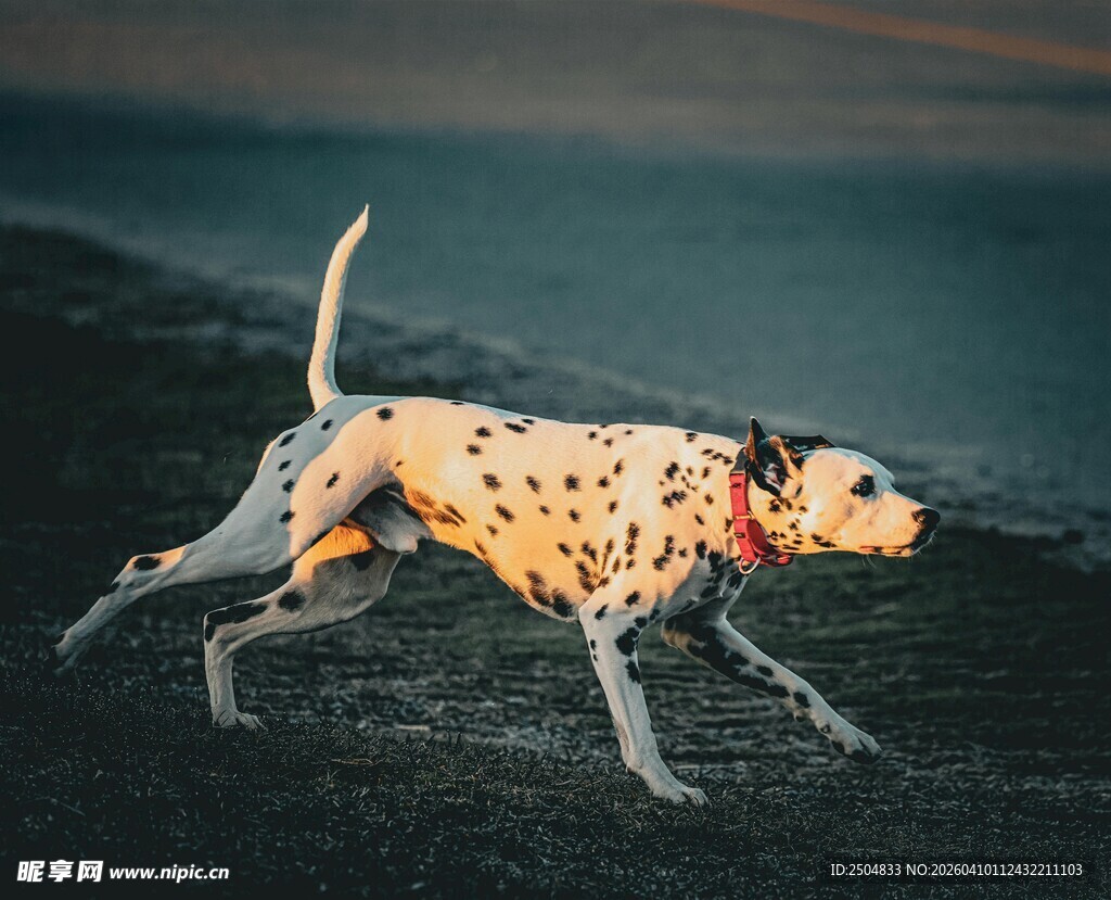 斑点狗在旷野上奔跑