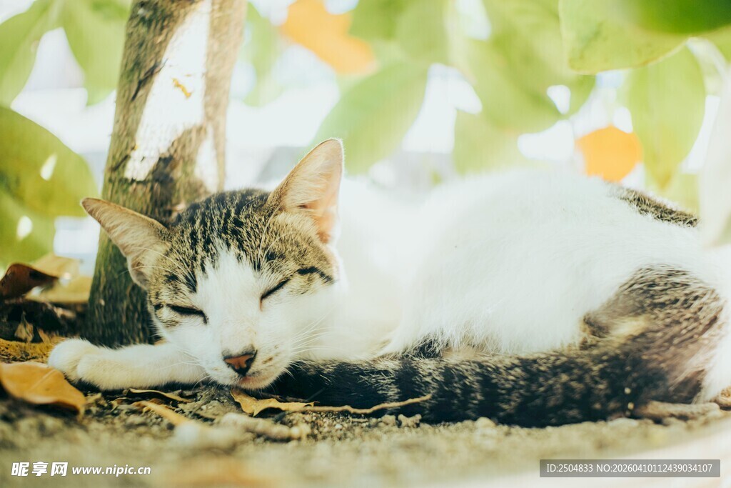 阳光下酣睡的可爱猫咪