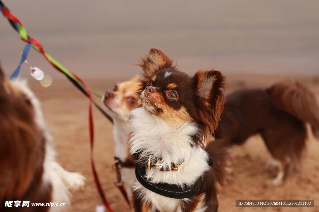 狗狗拔河玩耍瞬间