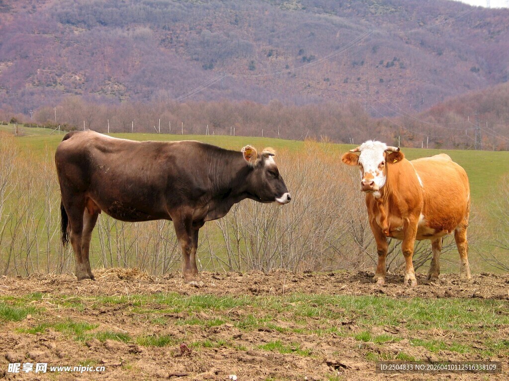 田野中的两头牛