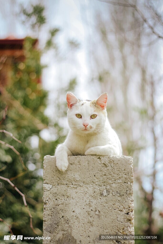 白猫慵懒趴于石柱上