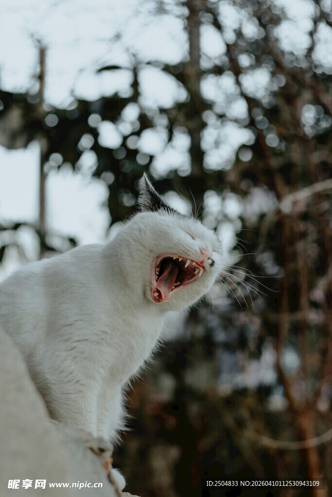 张嘴的白色猫咪