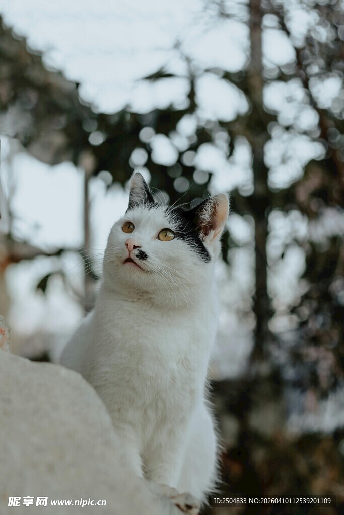 白黑花猫户外仰头凝望